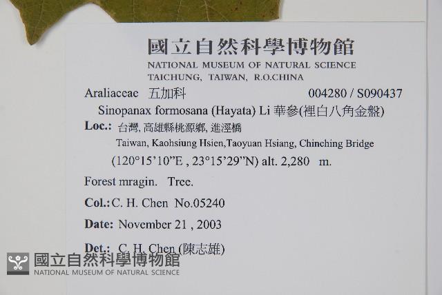 華參、裡白八角金盤藏品圖，第5張