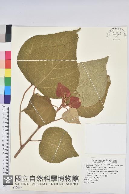 野桐藏品圖，第1張