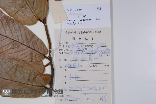 山椒子藏品圖，第2張