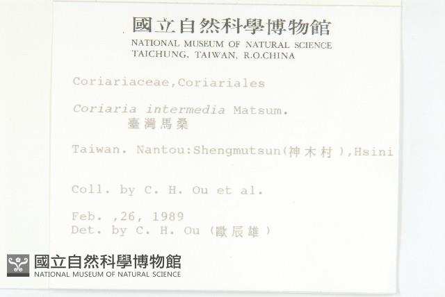 臺灣馬桑藏品圖，第2張