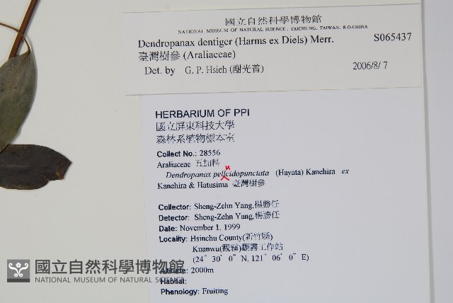 臺灣樹參藏品圖，第2張