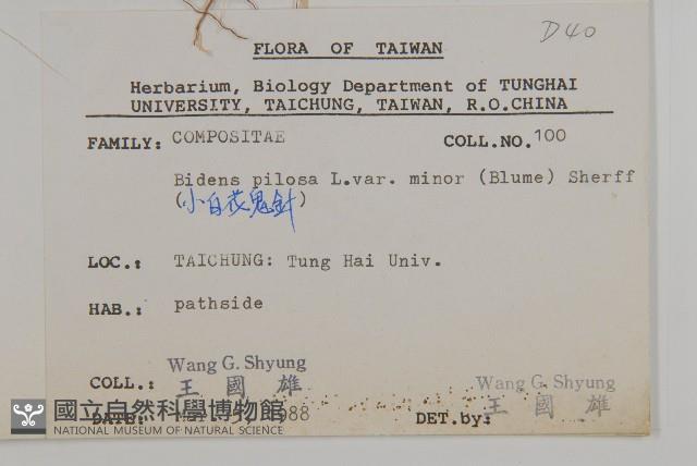 小白花鬼針藏品圖，第2張