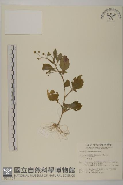 茯苓菜藏品圖，第2張