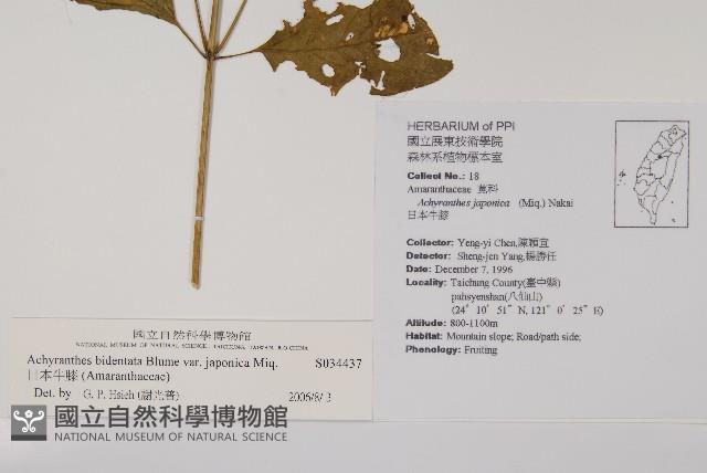 日本牛膝藏品圖，第2張