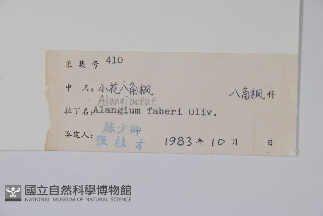 小花八角楓藏品圖，第2張