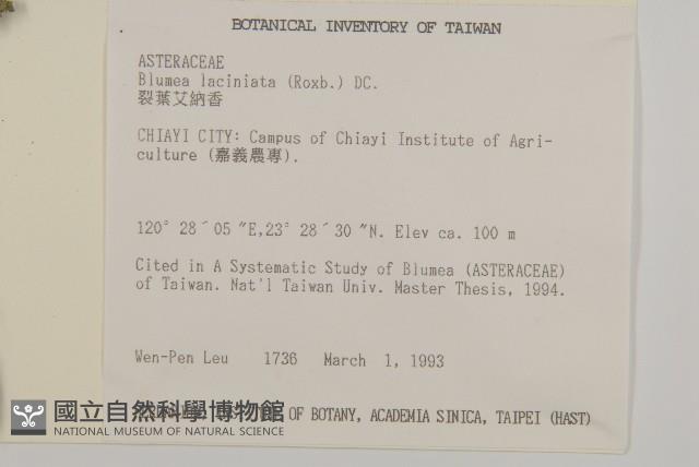 裂葉艾納香藏品圖，第2張