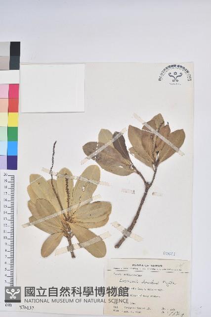 蘭嶼土沉香藏品圖，第1張