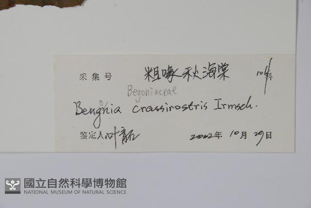 粗喙秋海棠藏品圖，第2張