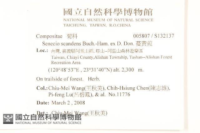 蔓黃菀藏品圖，第2張