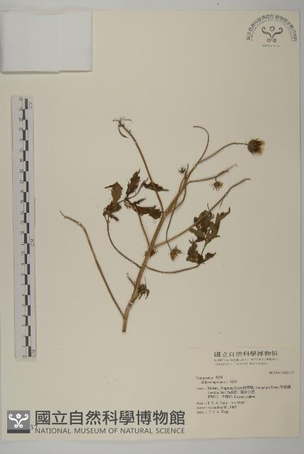 鬼針藏品圖，第1張