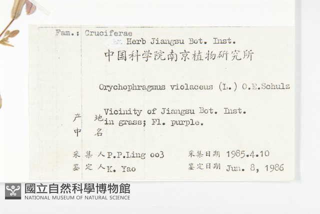 諸葛菜藏品圖，第2張
