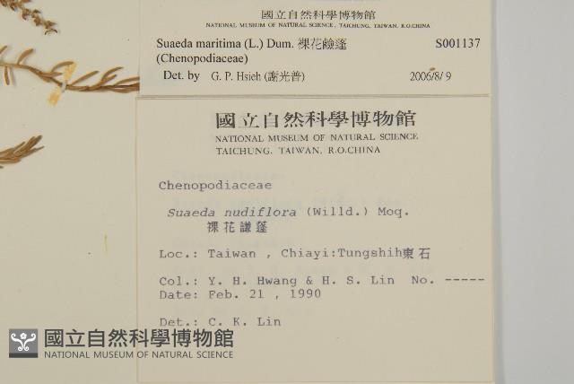 裸花鹼蓬藏品圖，第2張