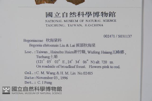 溪頭秋海棠藏品圖，第2張