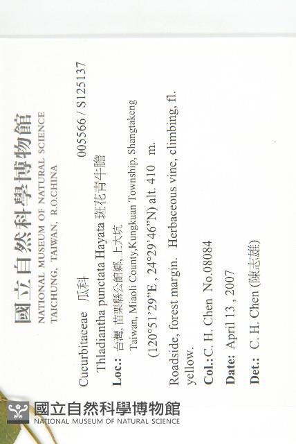 斑花青牛膽藏品圖，第2張