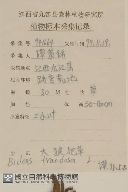 大狼把草藏品圖，第2張