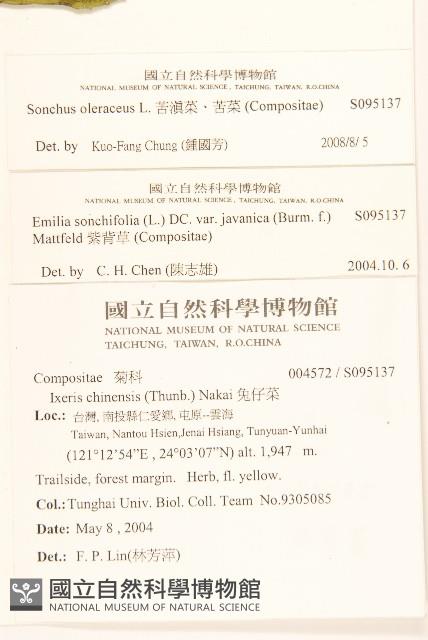 苦滇菜、苦菜藏品圖，第2張