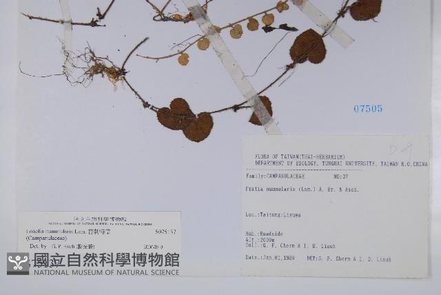 普刺特草藏品圖，第2張