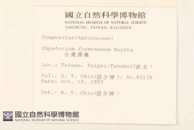 臺灣澤蘭藏品圖，第2張