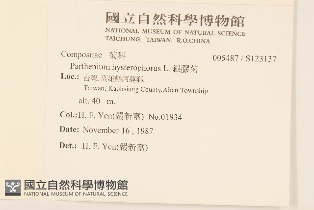 銀膠菊藏品圖，第2張
