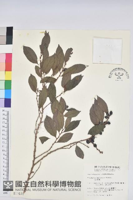 刺杜密藏品圖，第1張