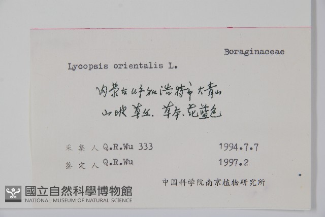 狼紫草藏品圖，第2張