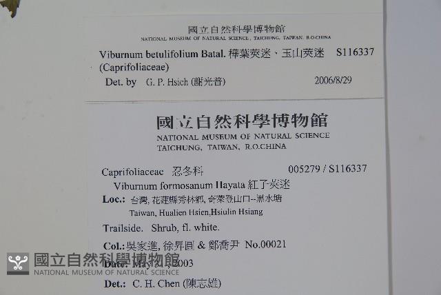 樺葉莢迷、玉山莢迷藏品圖，第2張