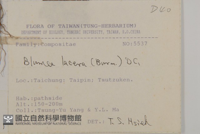 裂葉艾納香藏品圖，第2張