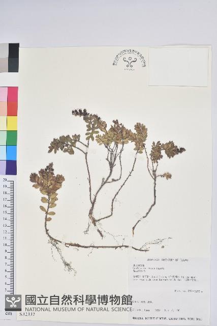 高山白珠樹藏品圖，第1張