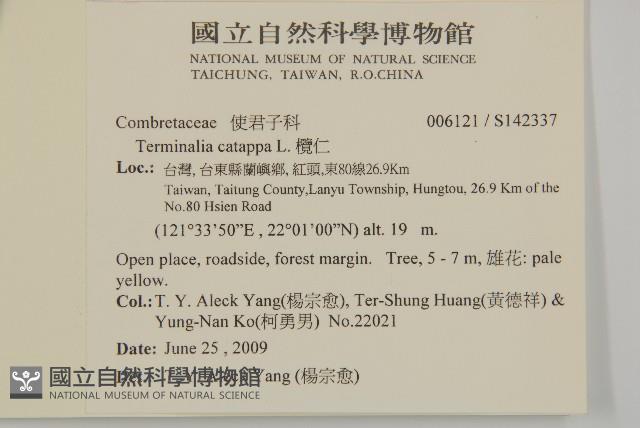 欖仁藏品圖，第2張