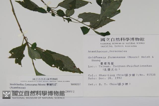 臺灣馬藍藏品圖，第2張