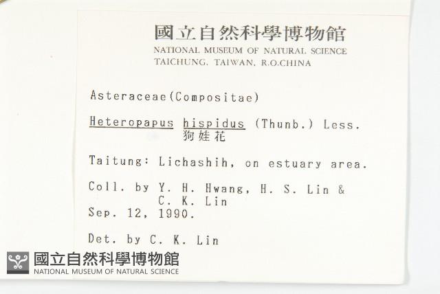 狗娃花藏品圖，第2張