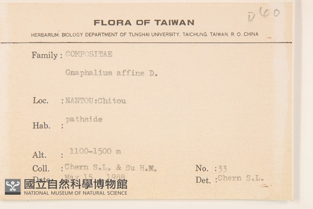 鼠麴草藏品圖，第2張