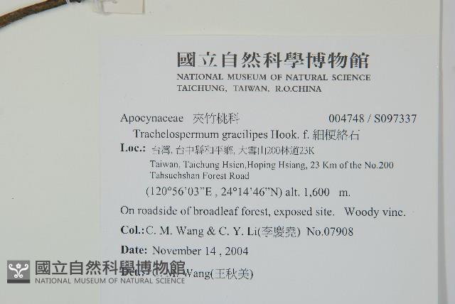 細梗絡石藏品圖，第2張