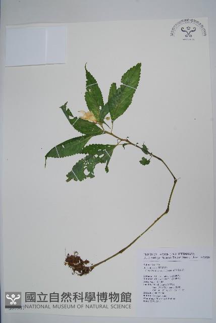 黃花鳳仙花藏品圖，第1張