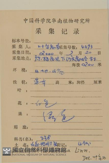 白花地膽草藏品圖，第2張