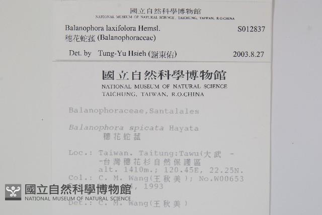 穗花蛇菰藏品圖，第2張