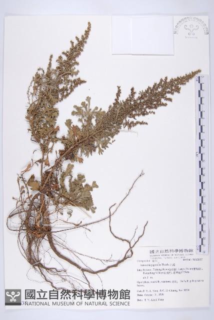 牡蒿藏品圖，第1張