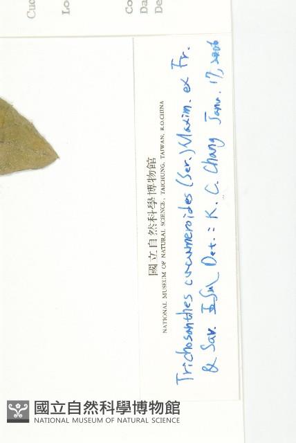 王瓜藏品圖，第2張