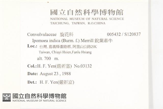 銳葉牽牛藏品圖，第2張