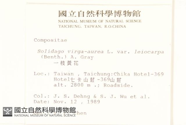 一枝黃花藏品圖，第2張