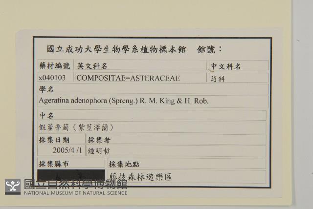 假藿香薊藏品圖，第2張