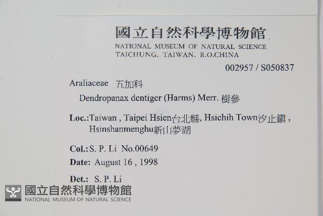 臺灣樹參藏品圖，第2張