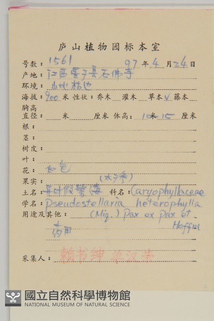 孩兒參藏品圖，第2張