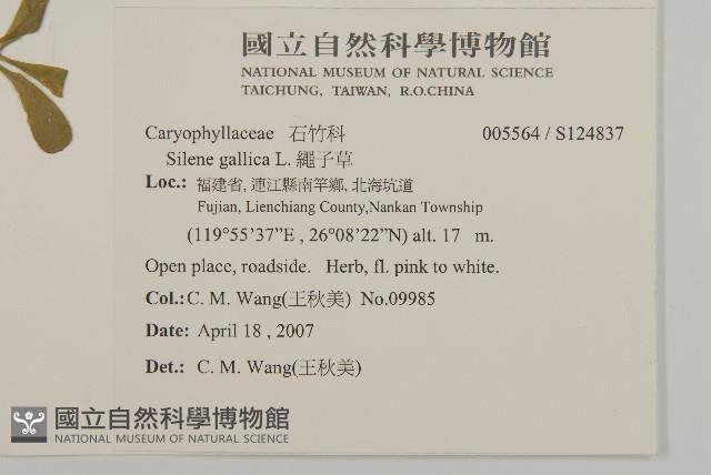 匙葉麥瓶草藏品圖，第2張