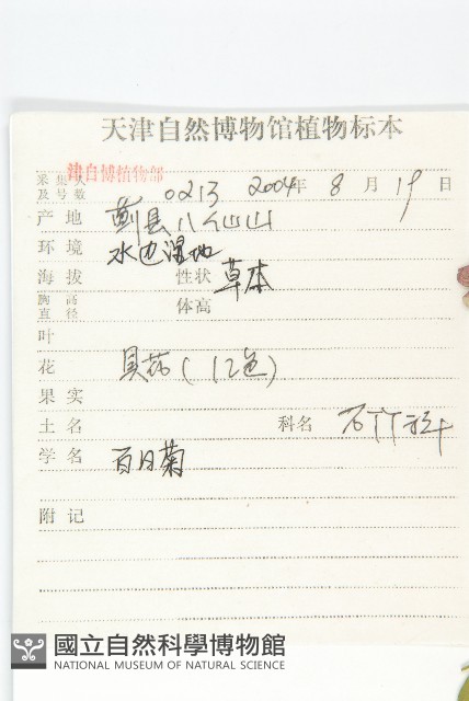 百日菊藏品圖，第2張