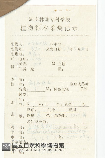 交讓木、臺灣虎皮楠、膜葉虎皮楠藏品圖，第2張