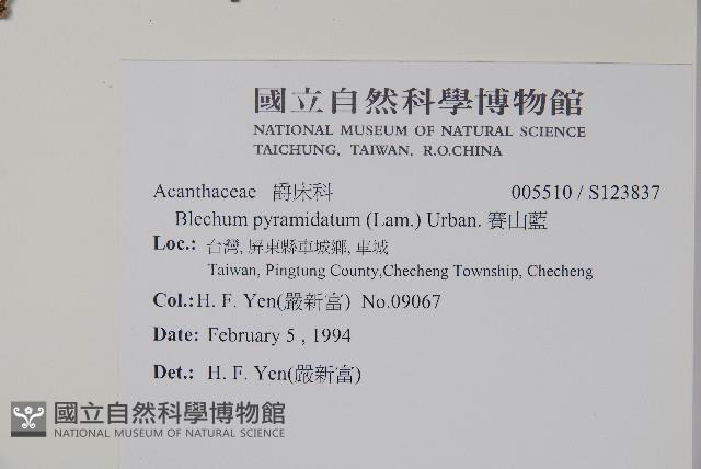 賽山藍藏品圖，第2張