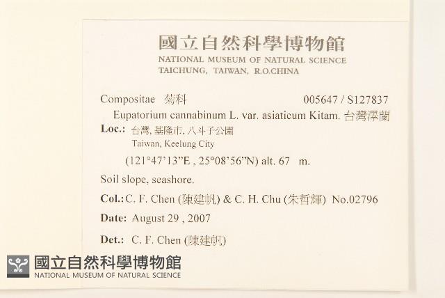 台灣澤蘭藏品圖，第2張