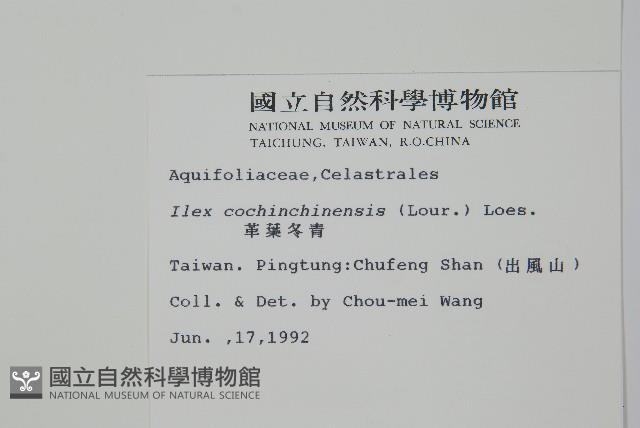 革葉冬青藏品圖，第2張