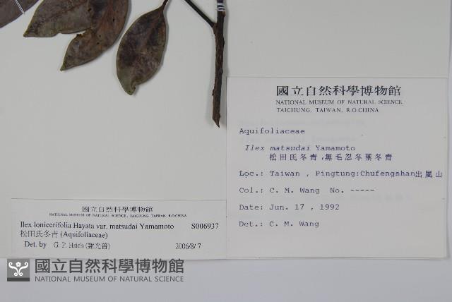 松田氏冬青藏品圖，第2張